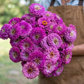 Benary's Giant Lilac, Zinnia Seeds